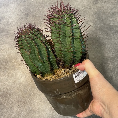 Эуфорбия Хоррида в глиняной керамике d15