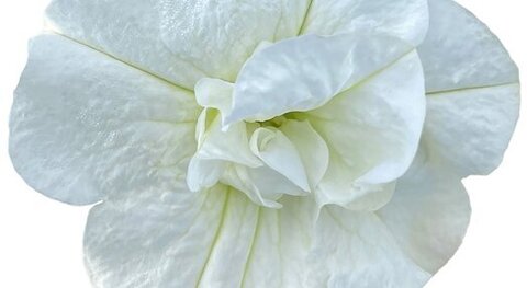 32486 Петуния SWEETSUNSHINE PURE WHITE (ВЕСНА 2025)