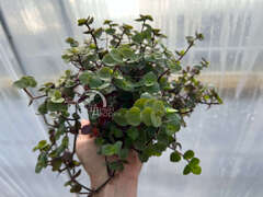 Каллизия Классик