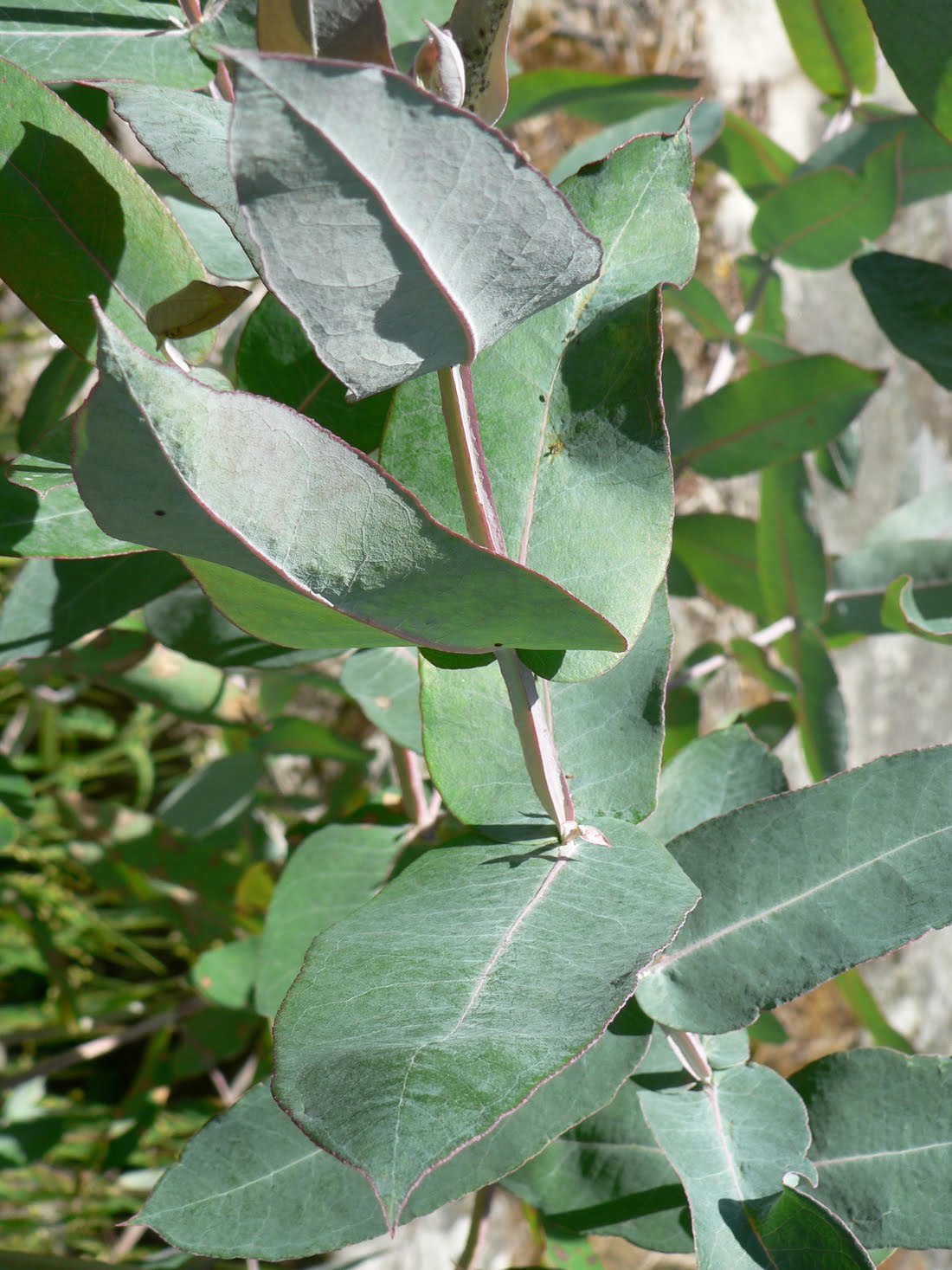 Семена Эвкалипт шаровидный Eucalyptus globulus