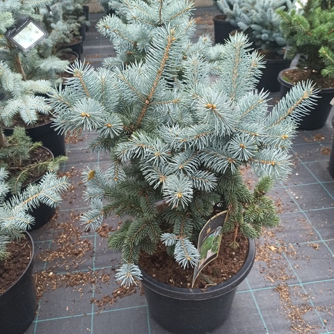 Ель колючая 