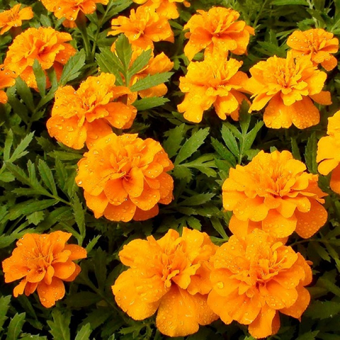 S1755 Бархатцы отклоненные Alumia Deep Orange 10 шт.