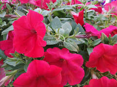 Петуния ампельная Opera красная