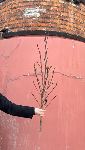 Магнолия ветка 100 см