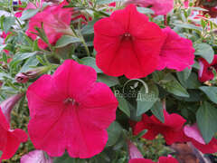 Петуния ампельная Opera красная