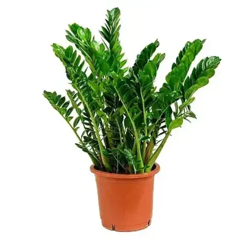 Замиокулькас