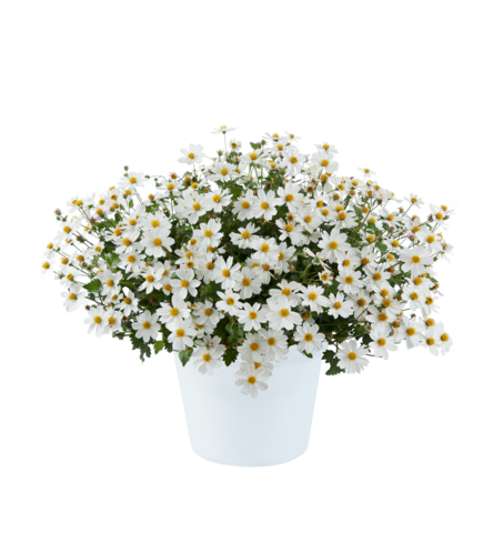 1312 Биденс WHITE DELIGHT IMP. (ВЕСНА 2025)