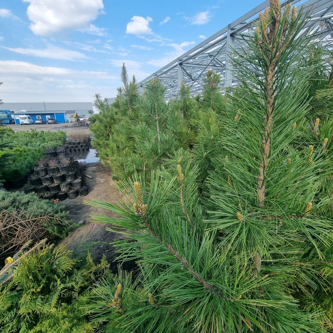 Кедровая шишка сибирский кедр в упаковке. Кедр сибирский сосна сибирская pinus sibirica. Сибирский кедр дерево. Каталог сибирские кедры. Кедр сибирский pinus sibirica.