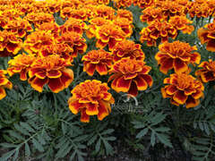 Бархатцы отклоненые коричнево-красные с оранжевой каймой