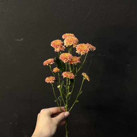 Хризантема сантини осеннего оттенка 50 см 1 шт