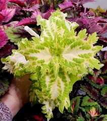 Nebbia ES колеус