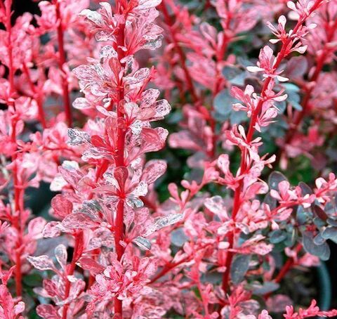 Барбарис Тунберга Роуз Глоу