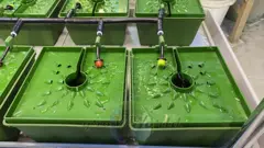 Гидропонный стеллаж для ПОМИДОР 2500х1250х600мм 2 яруса