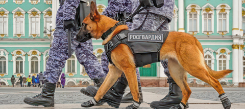 Шлея нагрудная «НОРД»