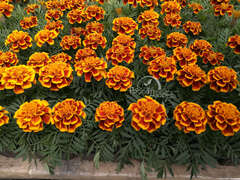 Бархатцы отклоненые коричнево-красные с оранжевой каймой