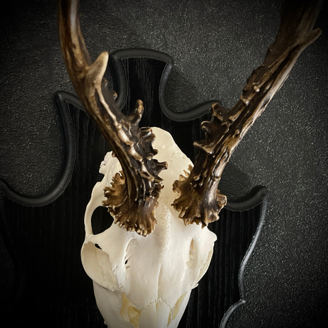 Череп косули на медальоне