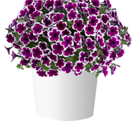 32487 Петуния CAPELLA RIM RASPBERRY (ВЕСНА 2025)