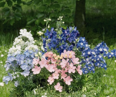 S3509 Дельфиниум Grandiflorum Summer Colors 5шт.