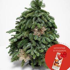 "Зимняя симфония"