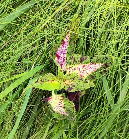 Танзания ТМ колеус