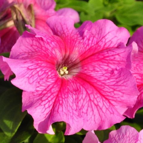 S6059 Петуния кустовая Grandiflora Dreams Vein Rose 10шт.