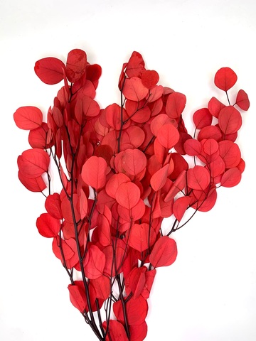 Эвкалипт стаб. Популюс Красный