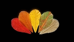 Силиконовый молд 