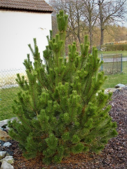 Семена Сосна горная рострата Pinus mugo ssp. Rostrata