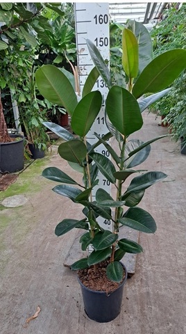 Фикус Эластика Робуста 2 ствола