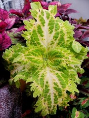 Lemonade ES колеус