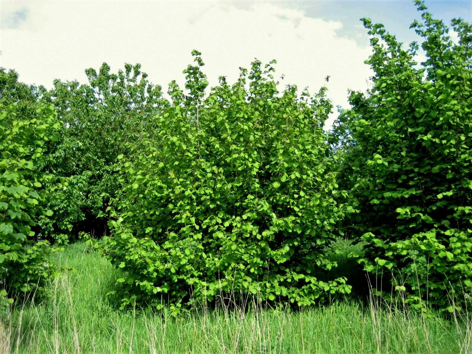 Фундук (лещина) Авелана,