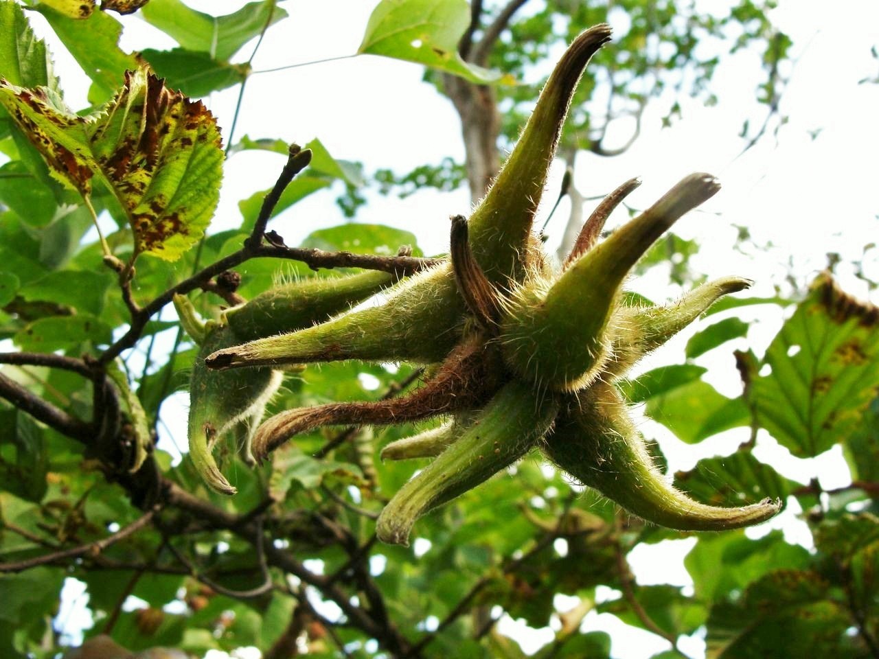 Лещина рогатая Corylus cornuta