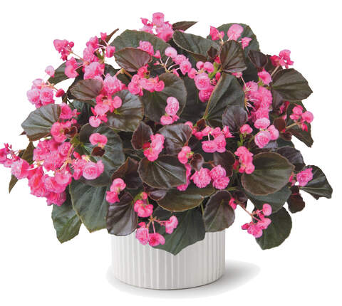 1231 Бегония DOUBLET ROSE (ВЕСНА 2025)