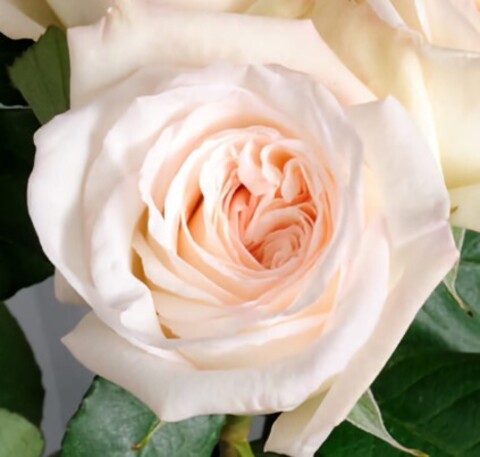 Роза чайно-гибридная Вайт Охара