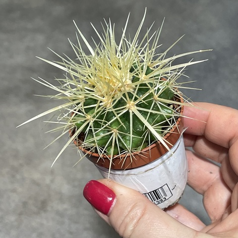 Эхинокактус Грузони d5