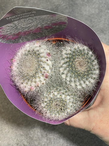 Маммиллярия Хахниана тройная d10