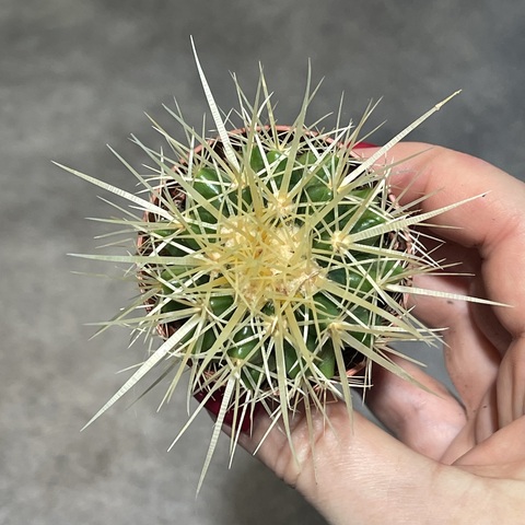 Эхинокактус Грузони d5