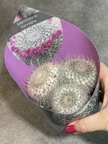 Маммиллярия Хахниана тройная d10