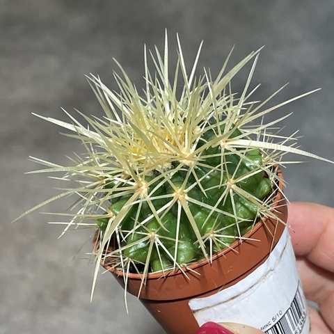Эхинокактус Грузони d5