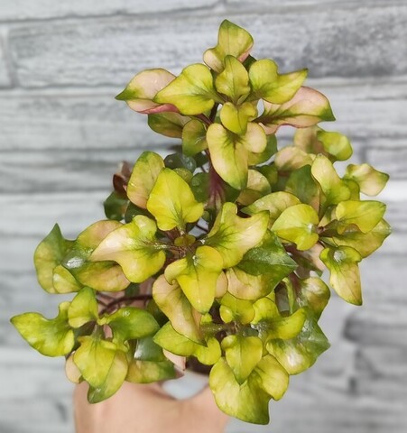 Альтернантера Reineckii Amoena