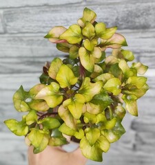 Альтернантера Reineckii Amoena