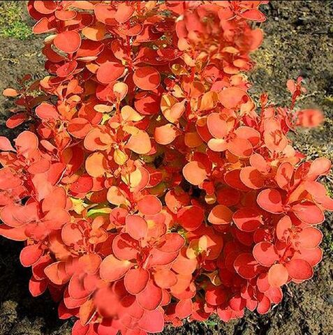 Барбарис Тунберга Оранж Айс