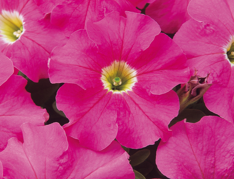 S6060 Петуния кустовая Grandiflora Dreams Pink 10шт.
