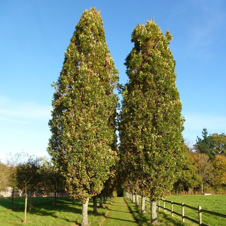 Quercus Robur Fastigiata
