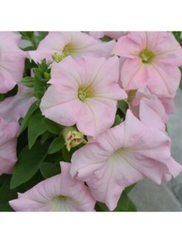 S6054 Петуния кустовая Grandiflora DREAMS APPLEBLOSSOM 100 шт.