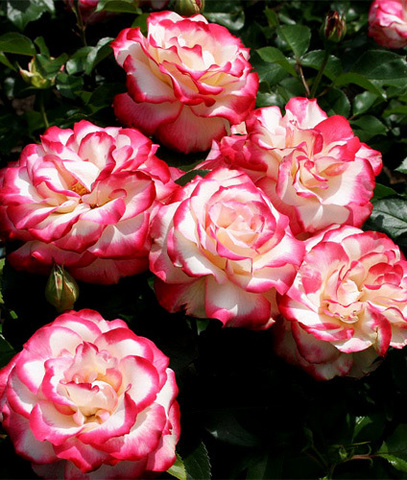 Юбилей принца Монако( Jubile du Prince de Monaco)