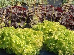 Гейхера Lime Ruffles (Лайм Раффлс)