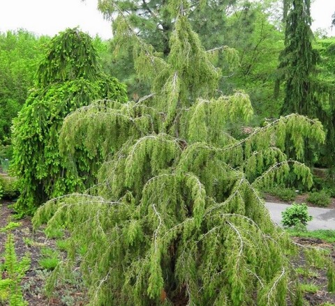 Можжевельник обыкновенный Облонга Пендула
