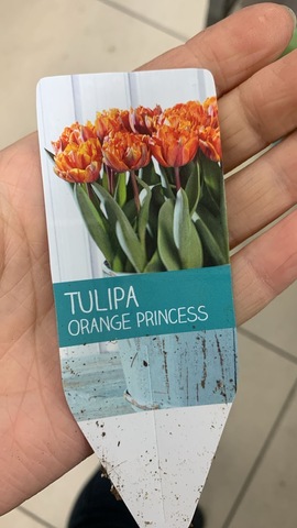 Тюльпаны Орандж Принцесс