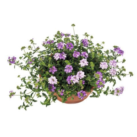 1518 Вербена LANAI PURPLE STAR (ВЕСНА 2025)